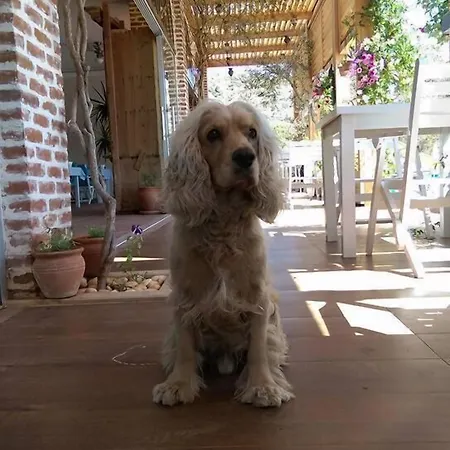 The Mediteran Lejlighedshotel